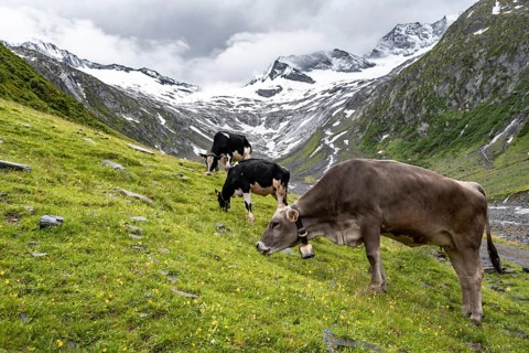 Kuehe im Tal weiden vor Gletscher