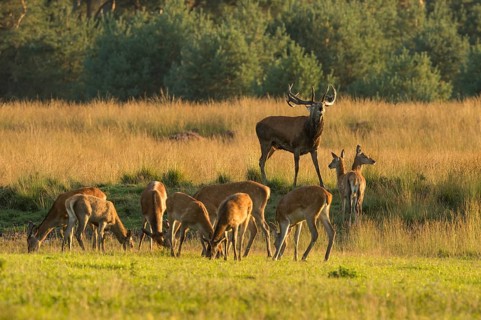 Tube transmitter red deer