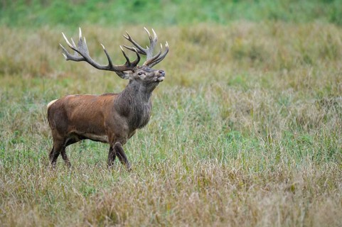 Flemish red deer