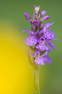 Southern marsh orchid