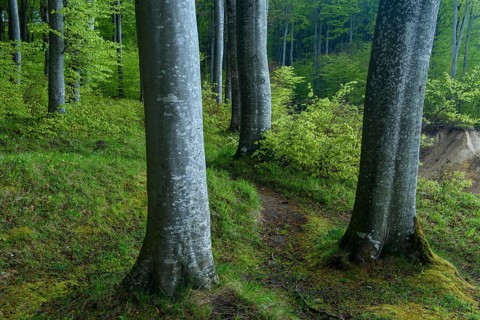 Path along beech trees