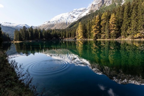 Autumnal larch forest at Obernberger See