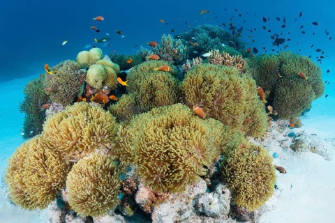 Anemone field from Magnificent sea anemones