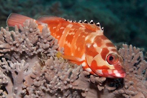Blacktip grouper