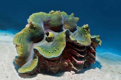 Giant clam