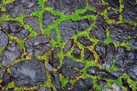 Black pavement with green moss
