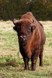 Bison