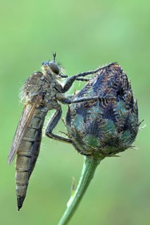 Robber fly