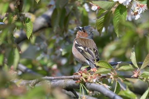 Singing Common chaffinch