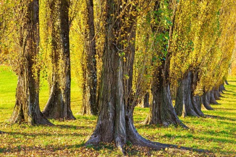 Columnar poplar avenue