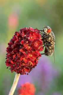 Blowfly