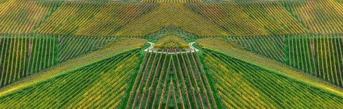 Vineyards in autumn