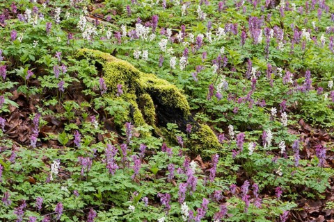 Hollow larkspur