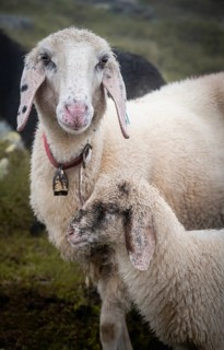 Mother with young animal