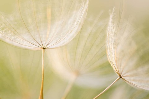 Umbrellas of the Meadow salsify