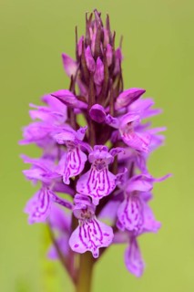 Southern marsh orchid
