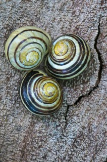 Grove snails
