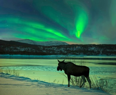 Moose at Tysfjord with northern lights in Norway