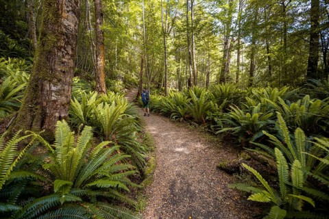 Hiker on trail through forest with ferns