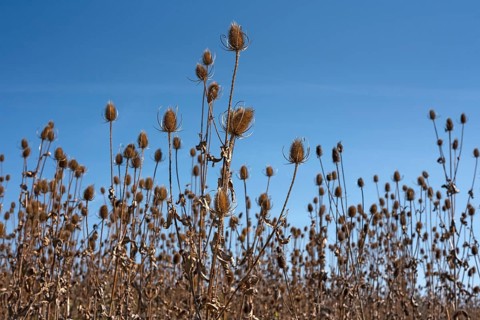 Wild teasels