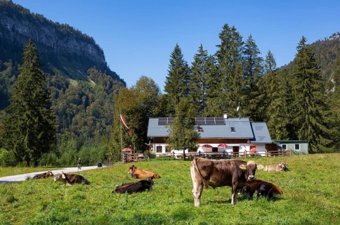 Cow herd in Rettenbachtal with Rettenbachalm