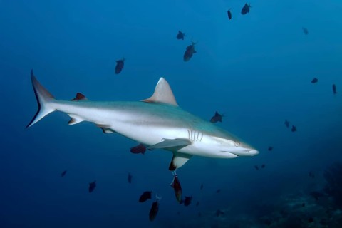 Grey reef shark