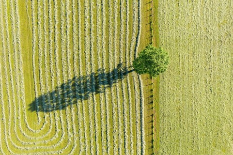 Tree with shade