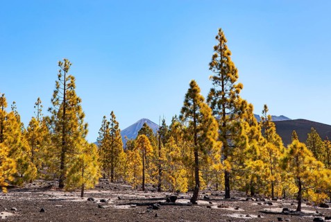 Canary Island pines