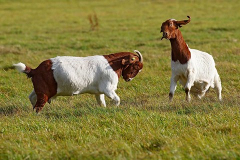 Fighting Burenn