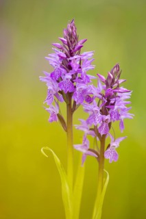 Southern marsh orchid