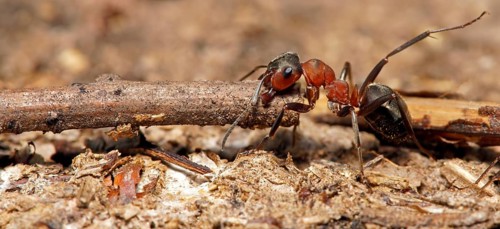 Red Wood Ant