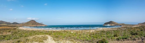 Agaves on the beach