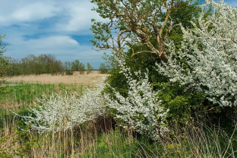 Blackthornshedge