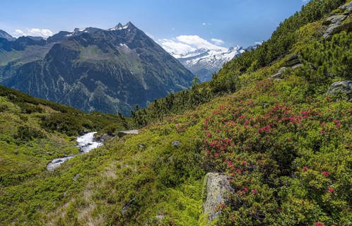 Flowering alpine roses