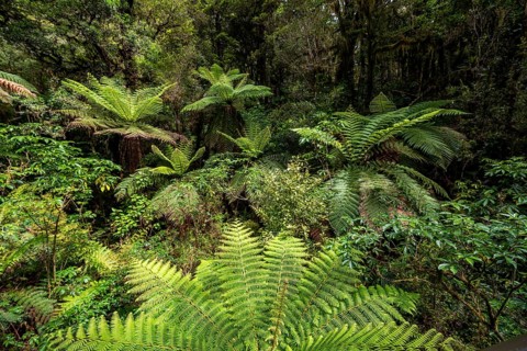 New Zealand rainforest
