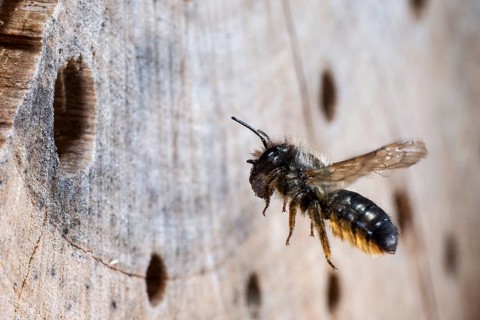 Hornfaced bee