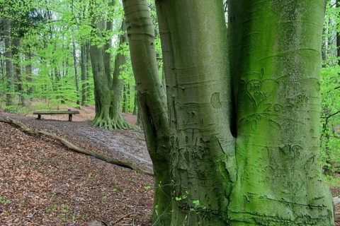 Beech trees