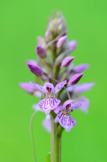 Southern marsh orchid