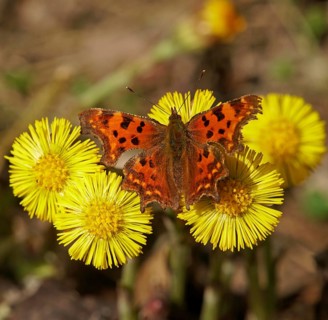 Comma