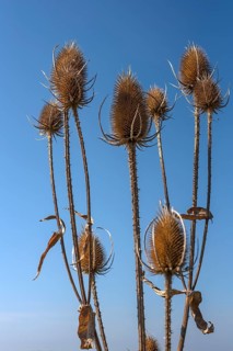 Wild teasels