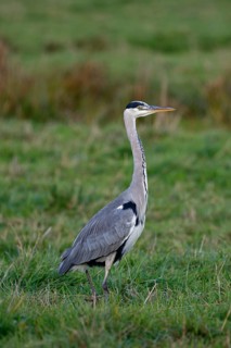 Grey heron