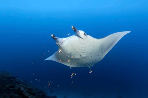 Reef manta ray