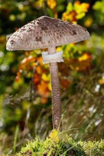 Parasol mushroom