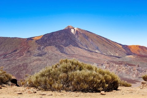 Teide Broom