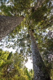 Kauri trees