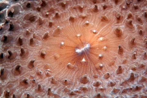 Slice anemone