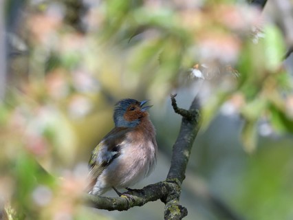 Singing Common chaffinch