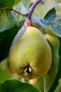 Pear Quince