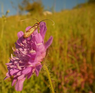 Gold longhorn moth