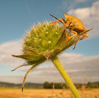 Stink Bug
